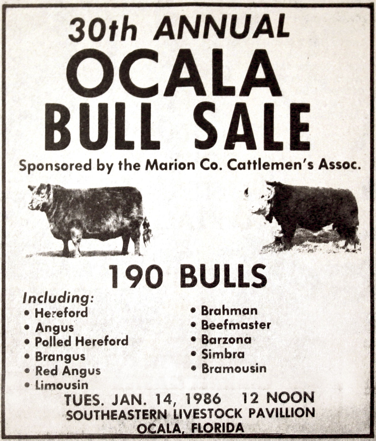 Ocala bull sale